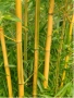 разсад от жълт бамбук, снимка 2