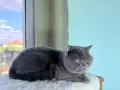 Британско късокосместо коте момче, снимка 9