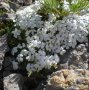 Продавам цветя Флокс за градината - разсад за ранно пролетно засаждане, снимка 10