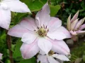 Clematis ‘Matka Siedliska'(Клематис Матка Сиедлиска), снимка 1