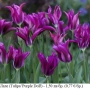 Лале (Tulipa 'Purple Doll') – луковици, снимка 1