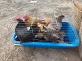 Домашни кокошки, снимка 7