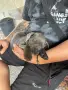 кученца Кане корсо, снимка 6