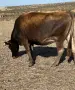 Продавам 11 Крави, снимка 3