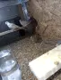 Диамантени гугутки, снимка 7