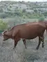 Продават се 2 юници, и двете са на първо отелване., снимка 1