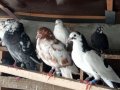 Пазарджишки гълъби, снимка 10