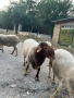 Продавам 3 овце със агнета , снимка 5