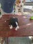 Куче плодхаунд...., снимка 6