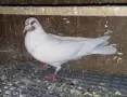 Гълъби  типлери , снимка 3