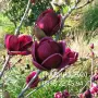Магнолия -  Magnolia  Genie, снимка 1