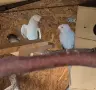 малък александър чифт +подарък ,гнездото им, снимка 3