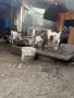 Мини декоративни кози, снимка 2