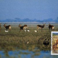 Замбия - 1987 - 4 броя Карти Максимум - WWF, снимка 4 - Филателия - 38843749