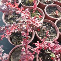 Берберис Розов блясък, Berberis thunbergii 'Rose Glow', студоустойчив!!, снимка 6 - Градински цветя и растения - 42722622
