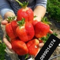 целогодишни сортове разсад ягоди и малини , снимка 1 - Разсади - 44450632
