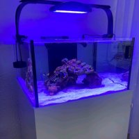 Изработвам соленоводни аквариуми по желание и размер на клиента , снимка 14 - Аквариуми - 42346824