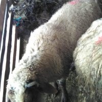 Продават се кочове,шилета и агнета, снимка 3 - Овце - 39505595
