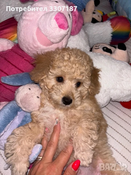 пудел момченце априкот, снимка 1