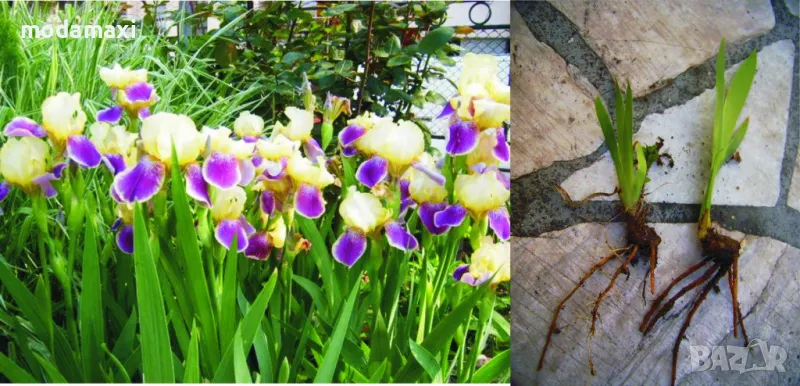 Ирис/перуника , снимка 1