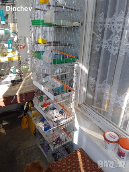 Продава канарчета Орфей, снимка 1