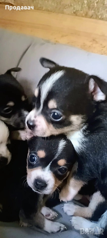 Чихуахуа , снимка 1