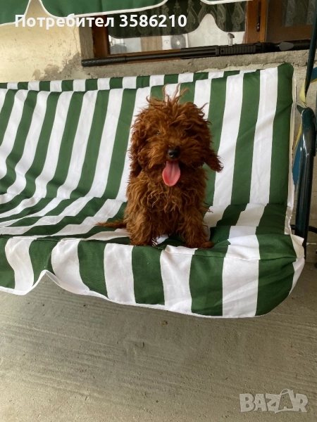 Toy pudel mışko , снимка 1