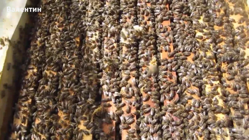 Пчелни семейства презимували , снимка 1