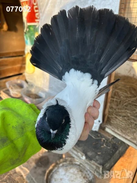 Млада двойка гълъби Монахини, снимка 1