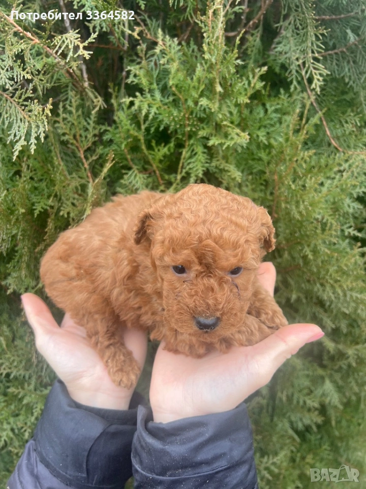 Мини пусел, снимка 1