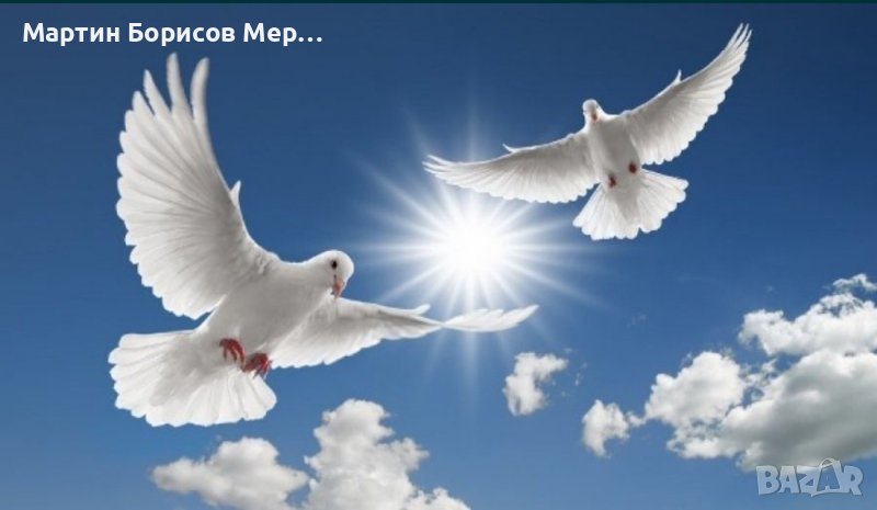 за вашата сватба бели гълъби за всякакви тържества в с.Могилово, снимка 1