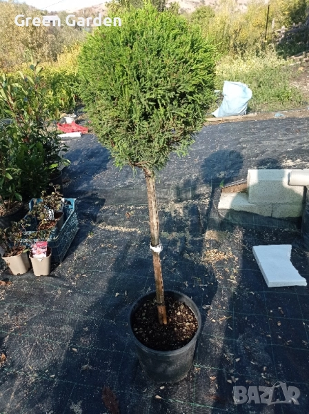 Лейланд 1 топка , снимка 1