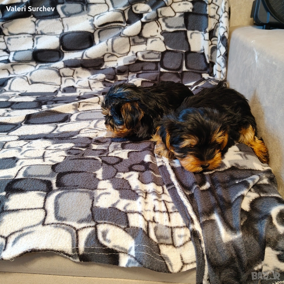 йоркширски териер , снимка 1
