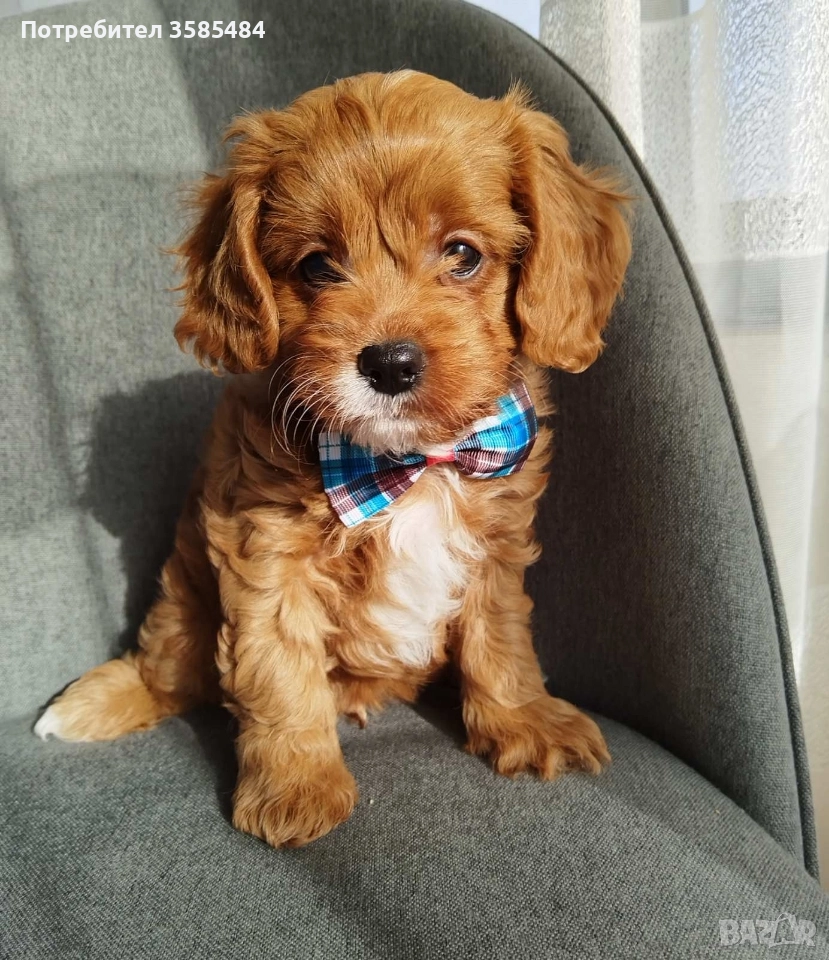 Cavapoo/Mini poodle , снимка 1
