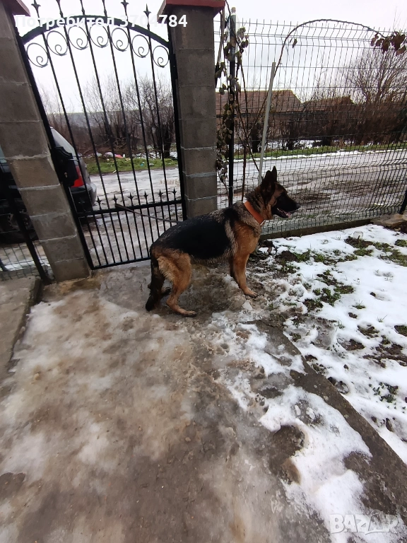 Продавам немска овчарка , снимка 1