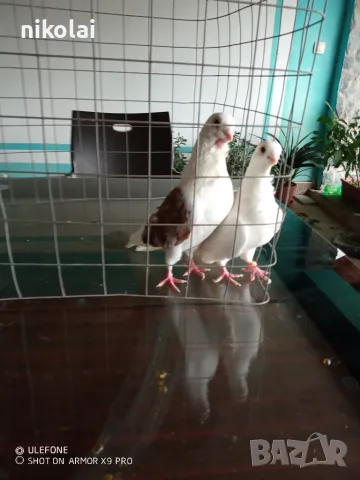 кабаци ........