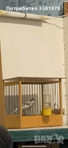 Канарчета орфеев и славеев стил, снимка 5 - Канари - 36696385