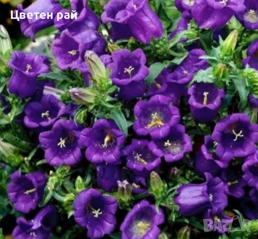 Кампанула камбанка и Кампанула Пирамидалис , снимка 1