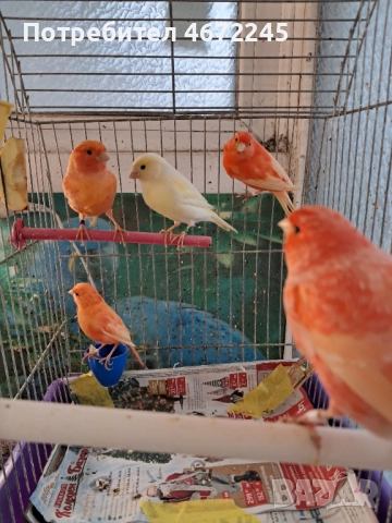 Канарчета, снимка 9 - Канари - 52696895