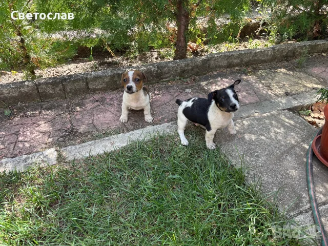 Продавам Джак Ръсел , снимка 3 - Джак ръсел териер - 55847186