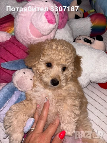 пудел момченце априкот, снимка 1