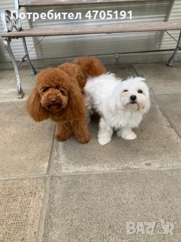 Изключително малък, чистокръвен и красив Той Пудел за разплод, снимка 8 - Пудели - 53056503