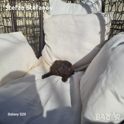 Пудели шоколад, снимка 6 - Пудели - 51364708