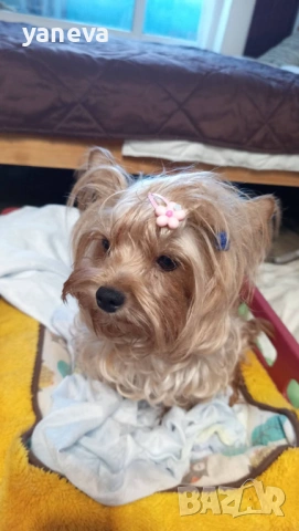 Подаряват се малки сладки кученца 