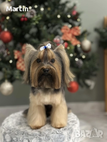 Малък джентълмен йорки търси своята дама 💕🐶, снимка 2 - Йоркширски териер - 52945201