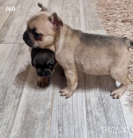 Френски булдочета, снимка 6 - Френски булдог - 52490080