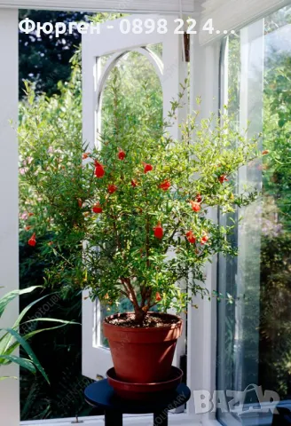 Мини Дръвчета Облагородени и Студоустойчиви, снимка 4 - Разсади - 49334670