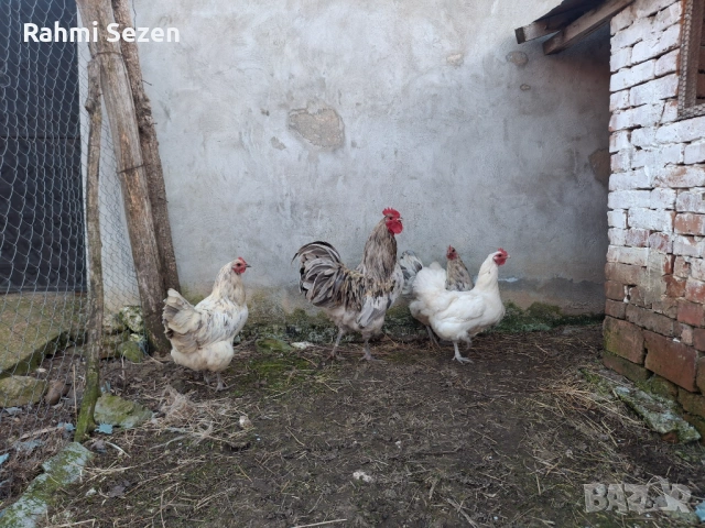Разплодни яйца , снимка 4 - Кокошки и пуйки - 54167827