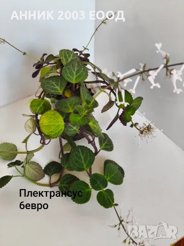 Стайни цветя-монстера,сингониум и др., снимка 15 - Стайни растения - 56204939