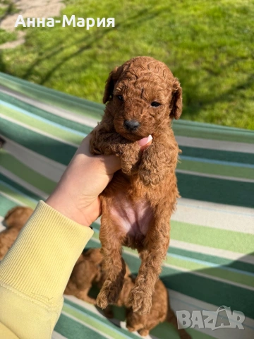 Той пудел момченце и момиченца